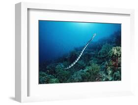 Banded Yellow-Lip Sea Snake (Laticauda Colubrina), Indonesia, Sulawesi, Indian Ocean.-Reinhard Dirscherl-Framed Photographic Print