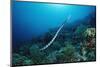 Banded Yellow-Lip Sea Snake (Laticauda Colubrina), Indonesia, Sulawesi, Indian Ocean.-Reinhard Dirscherl-Mounted Photographic Print