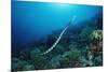 Banded Yellow-Lip Sea Snake (Laticauda Colubrina), Indonesia, Sulawesi, Indian Ocean.-Reinhard Dirscherl-Mounted Photographic Print