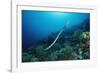 Banded Yellow-Lip Sea Snake (Laticauda Colubrina), Indonesia, Sulawesi, Indian Ocean.-Reinhard Dirscherl-Framed Photographic Print