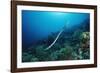 Banded Yellow-Lip Sea Snake (Laticauda Colubrina), Indonesia, Sulawesi, Indian Ocean.-Reinhard Dirscherl-Framed Photographic Print