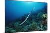 Banded Yellow-Lip Sea Snake (Laticauda Colubrina), Indonesia, Sulawesi, Indian Ocean.-Reinhard Dirscherl-Mounted Photographic Print