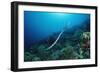 Banded Yellow-Lip Sea Snake (Laticauda Colubrina), Indonesia, Sulawesi, Indian Ocean.-Reinhard Dirscherl-Framed Photographic Print