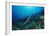 Banded Yellow-Lip Sea Snake (Laticauda Colubrina), Indonesia, Sulawesi, Indian Ocean.-Reinhard Dirscherl-Framed Photographic Print