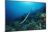 Banded Yellow-Lip Sea Snake (Laticauda Colubrina), Indonesia, Sulawesi, Indian Ocean.-Reinhard Dirscherl-Mounted Photographic Print