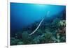 Banded Yellow-Lip Sea Snake (Laticauda Colubrina), Indonesia, Sulawesi, Indian Ocean.-Reinhard Dirscherl-Framed Photographic Print