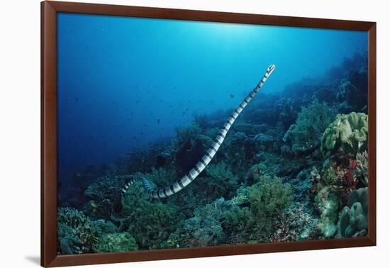 Banded Yellow-Lip Sea Snake (Laticauda Colubrina), Indonesia, Sulawesi, Indian Ocean.-Reinhard Dirscherl-Framed Photographic Print