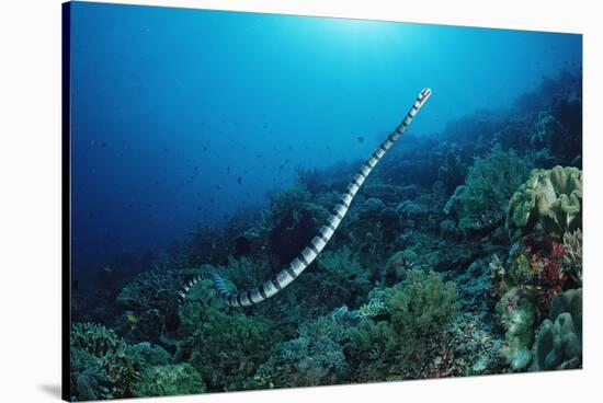 Banded Yellow-Lip Sea Snake (Laticauda Colubrina), Indonesia, Sulawesi, Indian Ocean.-Reinhard Dirscherl-Stretched Canvas