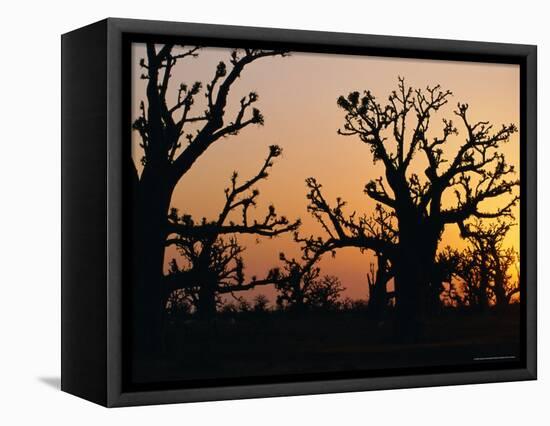 Bandia Forest, Senegal, Africa-Sylvain Grandadam-Framed Stretched Canvas