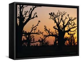 Bandia Forest, Senegal, Africa-Sylvain Grandadam-Framed Stretched Canvas