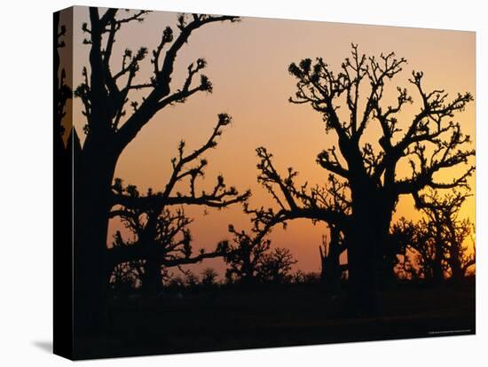 Bandia Forest, Senegal, Africa-Sylvain Grandadam-Stretched Canvas