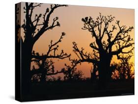 Bandia Forest, Senegal, Africa-Sylvain Grandadam-Stretched Canvas