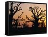 Bandia Forest, Senegal, Africa-Sylvain Grandadam-Framed Stretched Canvas