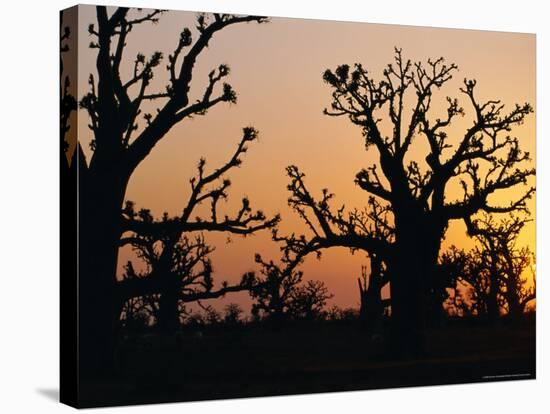 Bandia Forest, Senegal, Africa-Sylvain Grandadam-Stretched Canvas