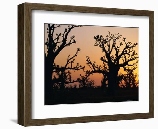 Bandia Forest, Senegal, Africa-Sylvain Grandadam-Framed Photographic Print