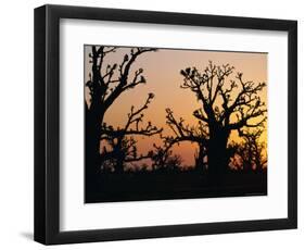 Bandia Forest, Senegal, Africa-Sylvain Grandadam-Framed Photographic Print