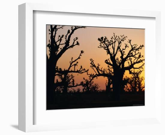 Bandia Forest, Senegal, Africa-Sylvain Grandadam-Framed Photographic Print