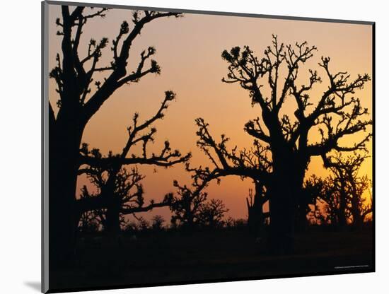 Bandia Forest, Senegal, Africa-Sylvain Grandadam-Mounted Photographic Print