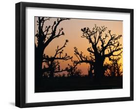 Bandia Forest, Senegal, Africa-Sylvain Grandadam-Framed Photographic Print