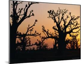 Bandia Forest, Senegal, Africa-Sylvain Grandadam-Mounted Photographic Print