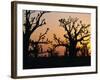 Bandia Forest, Senegal, Africa-Sylvain Grandadam-Framed Photographic Print