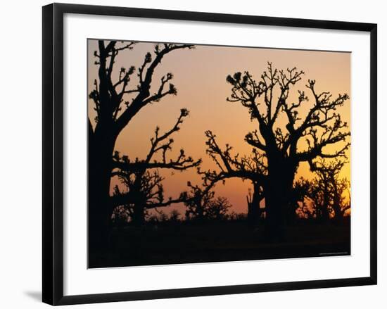 Bandia Forest, Senegal, Africa-Sylvain Grandadam-Framed Photographic Print