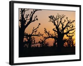 Bandia Forest, Senegal, Africa-Sylvain Grandadam-Framed Photographic Print