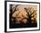 Bandia Forest, Senegal, Africa-Sylvain Grandadam-Framed Photographic Print