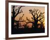 Bandia Forest, Senegal, Africa-Sylvain Grandadam-Framed Photographic Print