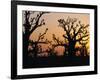 Bandia Forest, Senegal, Africa-Sylvain Grandadam-Framed Photographic Print