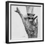 Bandit-Rusty Frentner-Framed Giclee Print