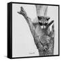 Bandit-Rusty Frentner-Framed Stretched Canvas