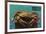 Bandon, Oregon - Dungeness Crab Vintage Postcard-Lantern Press-Framed Art Print