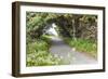 Bandon, Oregon, USA. Evergreen trees creating a tunnel over a path on the Oregon coast.-Emily Wilson-Framed Photographic Print