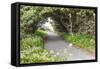 Bandon, Oregon, USA. Evergreen trees creating a tunnel over a path on the Oregon coast.-Emily Wilson-Framed Stretched Canvas