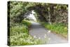 Bandon, Oregon, USA. Evergreen trees creating a tunnel over a path on the Oregon coast.-Emily Wilson-Stretched Canvas