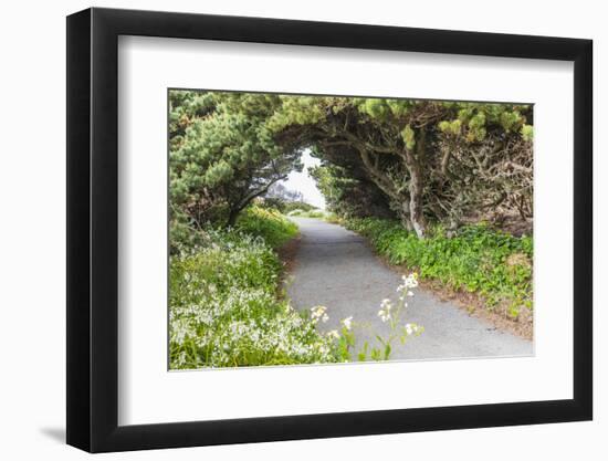 Bandon, Oregon, USA. Evergreen trees creating a tunnel over a path on the Oregon coast.-Emily Wilson-Framed Photographic Print