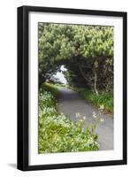 Bandon, Oregon, USA. Evergreen trees creating a tunnel over a path on the Oregon coast.-Emily Wilson-Framed Photographic Print