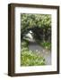 Bandon, Oregon, USA. Evergreen trees creating a tunnel over a path on the Oregon coast.-Emily Wilson-Framed Photographic Print