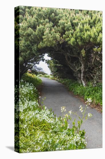 Bandon, Oregon, USA. Evergreen trees creating a tunnel over a path on the Oregon coast.-Emily Wilson-Stretched Canvas