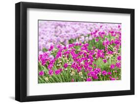 Bandon, Oregon, USA. Pink flowers in the town of Bandon, Oregon.-Emily Wilson-Framed Photographic Print