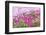 Bandon, Oregon, USA. Pink flowers in the town of Bandon, Oregon.-Emily Wilson-Framed Photographic Print