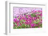 Bandon, Oregon, USA. Pink flowers in the town of Bandon, Oregon.-Emily Wilson-Framed Photographic Print