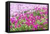 Bandon, Oregon, USA. Pink flowers in the town of Bandon, Oregon.-Emily Wilson-Framed Stretched Canvas