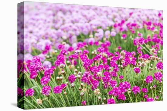 Bandon, Oregon, USA. Pink flowers in the town of Bandon, Oregon.-Emily Wilson-Stretched Canvas