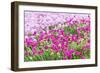 Bandon, Oregon, USA. Pink flowers in the town of Bandon, Oregon.-Emily Wilson-Framed Photographic Print