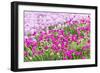 Bandon, Oregon, USA. Pink flowers in the town of Bandon, Oregon.-Emily Wilson-Framed Photographic Print