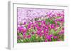 Bandon, Oregon, USA. Pink flowers in the town of Bandon, Oregon.-Emily Wilson-Framed Photographic Print