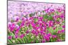 Bandon, Oregon, USA. Pink flowers in the town of Bandon, Oregon.-Emily Wilson-Mounted Photographic Print