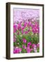 Bandon, Oregon, USA. Pink flowers in the town of Bandon, Oregon.-Emily Wilson-Framed Photographic Print